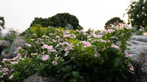 How To Grow And Take Care Of Annual Vinca Plants