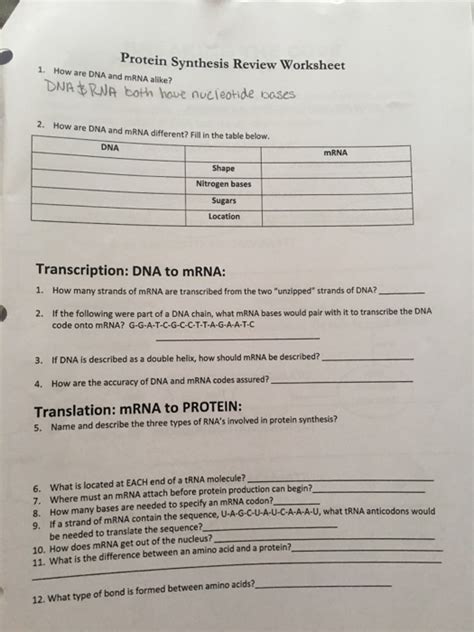 Solved Protein Synthesis Review Worksheet 1 How Are Dna And