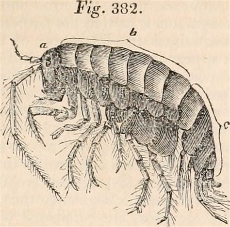 Isopod Anatomy - Anatomy Book