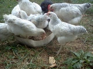 Delaware Roosters | BackYard Chickens - Learn How to Raise Chickens