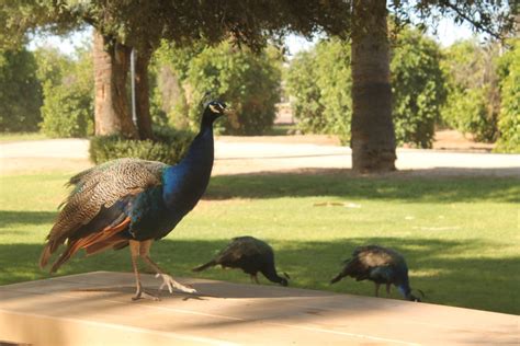 Glendale Historic Sahuaro Ranch Park Plan Et Communities