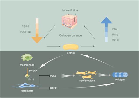 The Schematic Picture Shows The Potential Mechanisms Of Tweak Fn