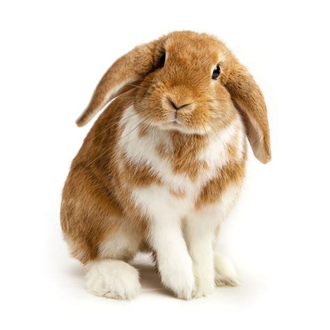 Floppy Eared Bunny Breeds at webrogerblog Blog