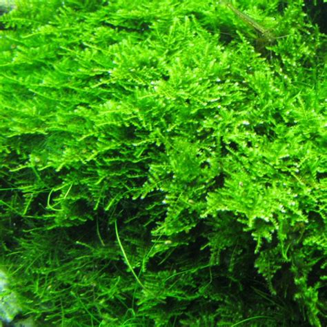 Vesicularia Dubyana Christmas Moss Moss 1