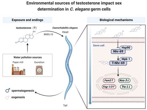 Toxics Free Full Text Testosterone Mediates Reproductive Toxicity