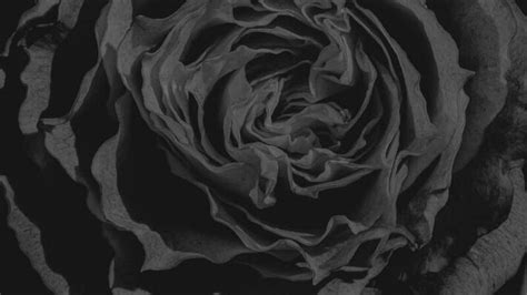 Black Rose Background Stock Photos, Images and Backgrounds for Free ...