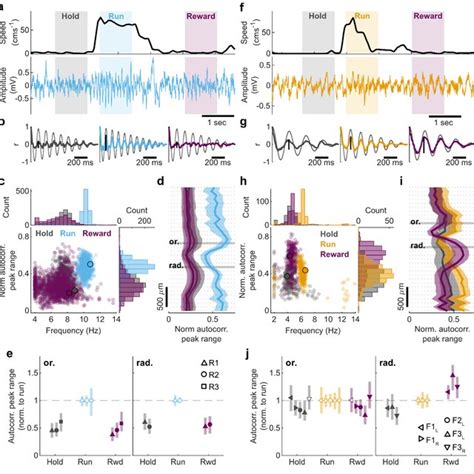 Rat Like Theta Oscillation In The Ferret Hippocampus During Locomotion