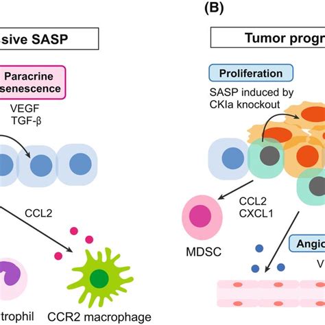 Markers Of Cellular Senescence Markers Most Commonly Used To Identify