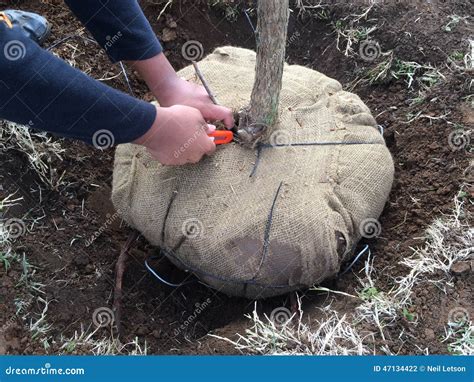 New Tree Planting: Cutting Cords From Burlap Around Root Ball Stock ...