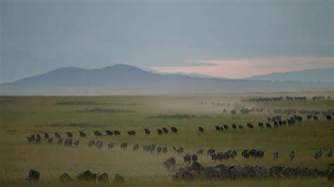 SERENGETI MIGRATION - Origins Safaris