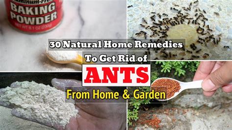 How To Get Rid Of Ants In Plants Back Gardener