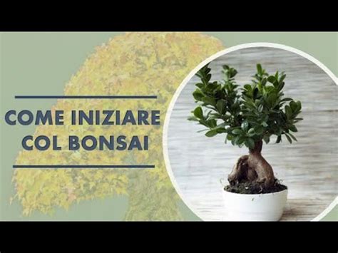 COME INIZIARE A FARE BONSAI Consigli Per Chi Si Affaccia Per La Prima