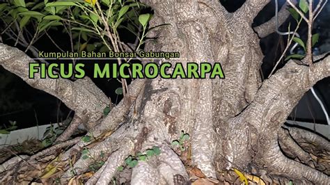 Bahan Bonsai Ficus Microcarpa Gabungan Di Kebun Ground Youtube