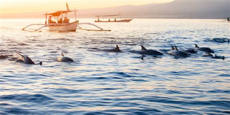 Lovina Dolphin Tour - Inclusive Bali Tour