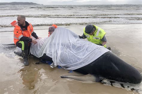 Australia says majority of 470-strong beached whale pod has died