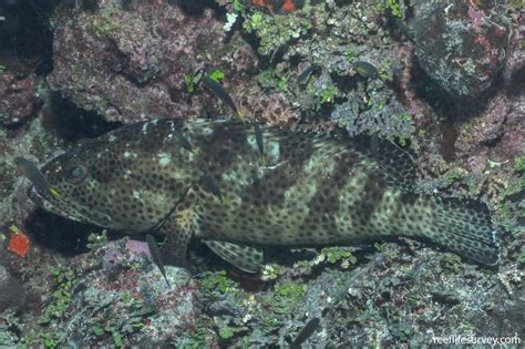 Epinephelus Tauvina Greasy Rockcod Reef Life Survey