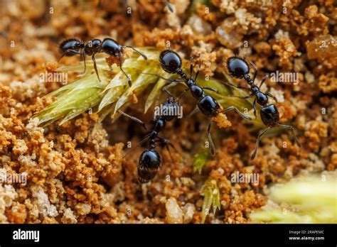 Little Ants
