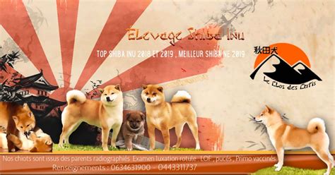 Elevage Du Clos Des Chtis Eleveur De Chiens Shiba