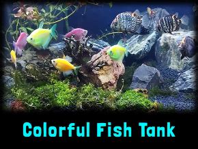 Aquarium TV Colorful Fish Tank TV App Roku Channel Store Roku