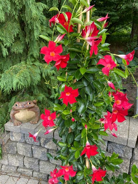 How To Grow Mandevilla In A Pot 7 Easy Growing Tips