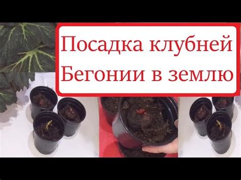 Как правильно посадить клубни бегонии? Размер горшка и клубня. - YouTube