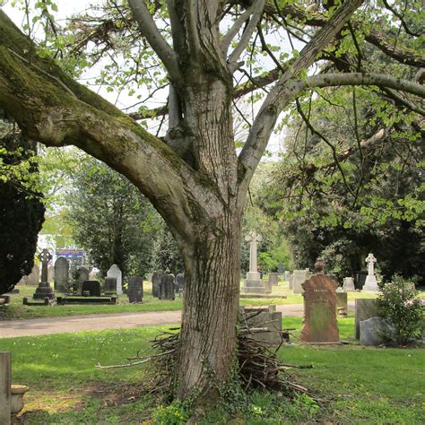 Tilia Tomentosa In Cathays Cemetery