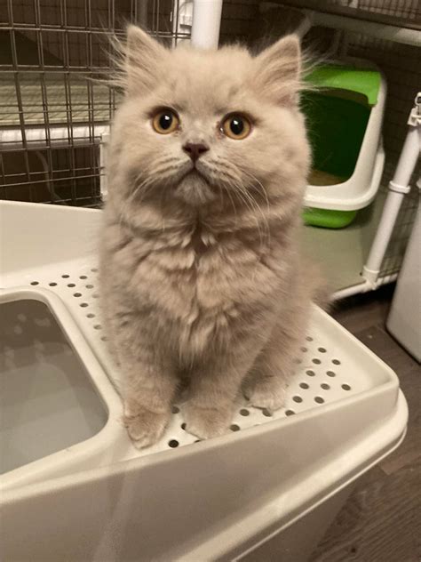 Finity British Shorthairs and Selkirk Rex Cats - Home