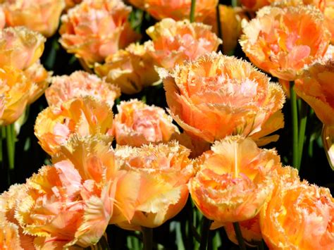 Tulip bulbs - choose the best varieties at DutchGrown - MandyCanUDigIt