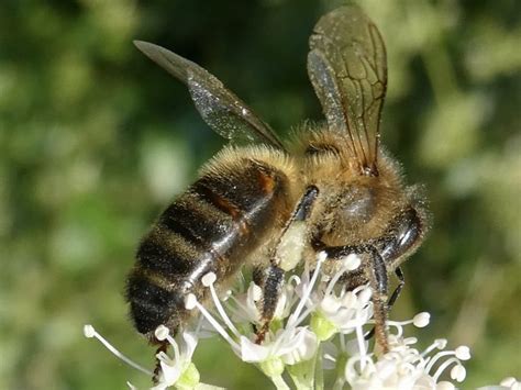 Honungsbi Honey Bee Axart Birds Nature And Art