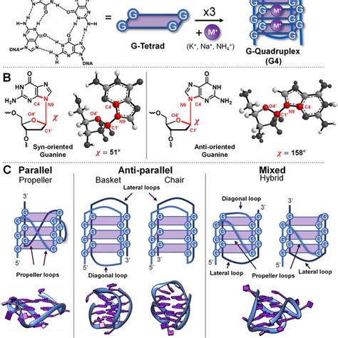 Overview Of The Pna Modifications Described In This Section Employed To