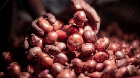 India To Procure Tonnes Of Onions For Export To Bangladesh