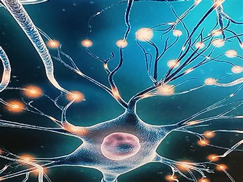 Comprendre la neuroplasticité comment le cerveau adapte et réinvente