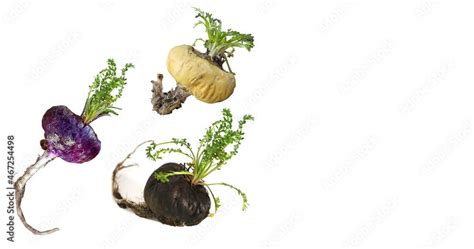 Fresh Maca Roots Or Peruvian Ginseng On White Background Lat Lepidium