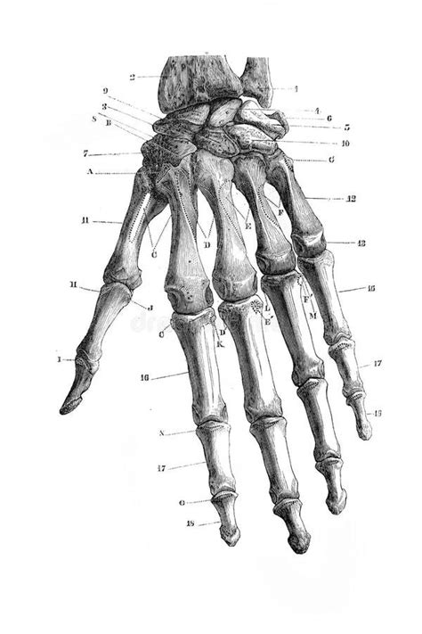 Left Hand Bones in the Old Book D`Anatomie Chirurgicale, by B. Anger ...