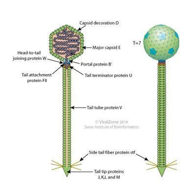 Bacteriophage types – Replication & Classification | Bacteriophage.news