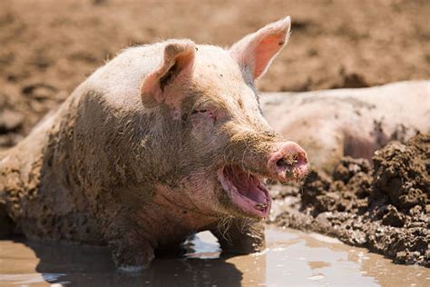 Happy Pigs In Mud