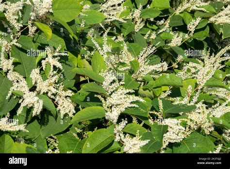 Hardy Flowers Flowering Fallopia Japanese Knotweed Asian Knotweed