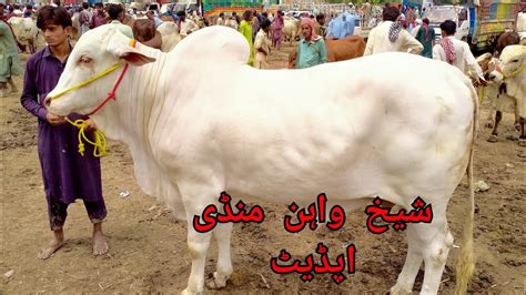 Sheikhwan Cow Mandi Update Pakistan YouTube