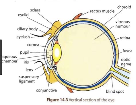 Vision Diagram Quizlet