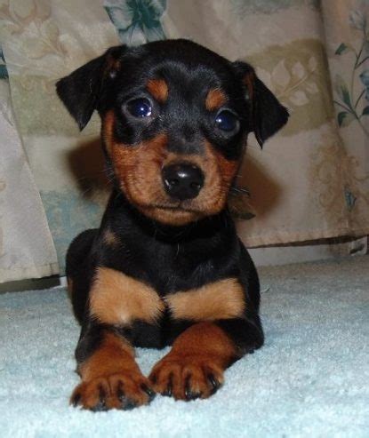 Miniature Pinscher Puppies