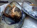 Category:Seafood in Chile - Wikimedia Commons