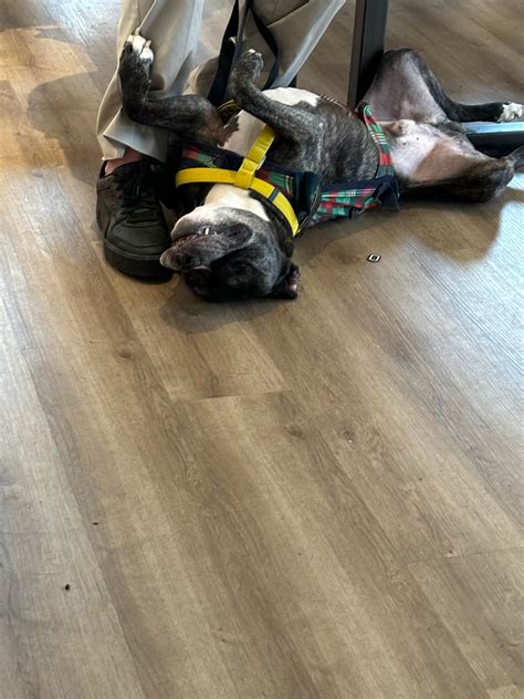 Current Adoption and Service Fees for ACCT Philly 32