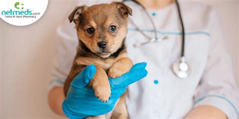 Leptospirosis In Dogs: What Is And What Causes It? Symptoms, Diagnosis ...