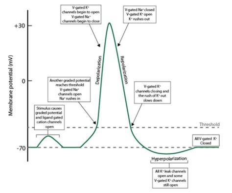 1.2 Cardiac Cell Action Potentials Flashcards | Quizlet