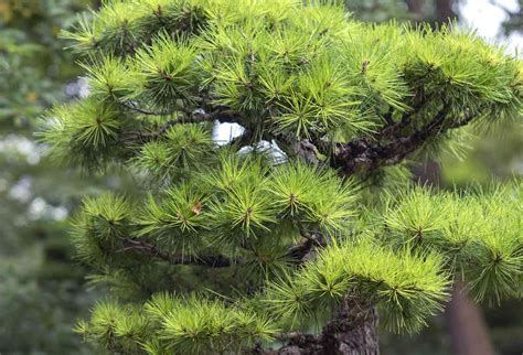 African Pine Tree