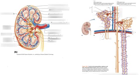 HA P II Practical II Urinary System Anatomy Diagram Quizlet