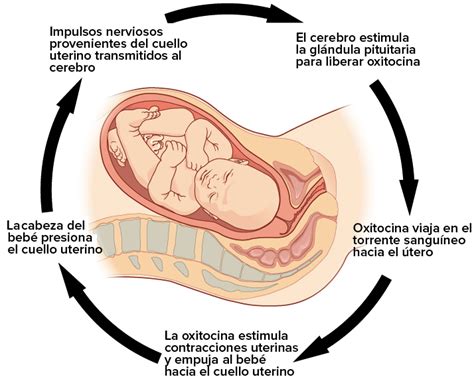 Retroalimentación Positiva Del Parto Mind Map