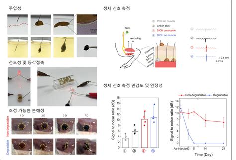 Gist 부작용 줄이고 수명조절 가능한 생체 이식형 전도성 수화젤 전극 개발 전자신문