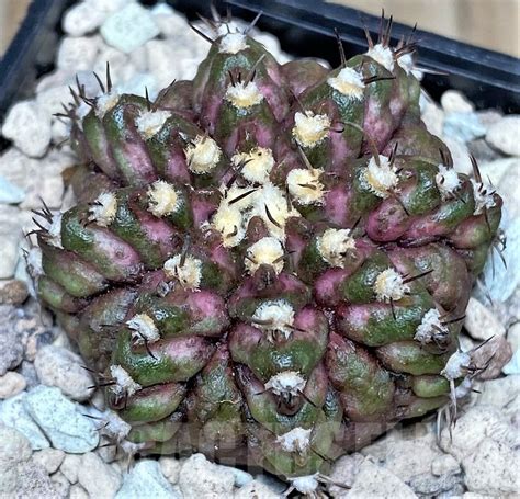 SHPR17478 Gymnocalycium mihanovichii T rex hybrid Кактус онлайн