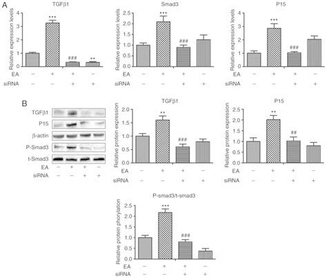 Ellagic Acid Induces Cell Cycle Arrest And Apoptosis Via The Tgf